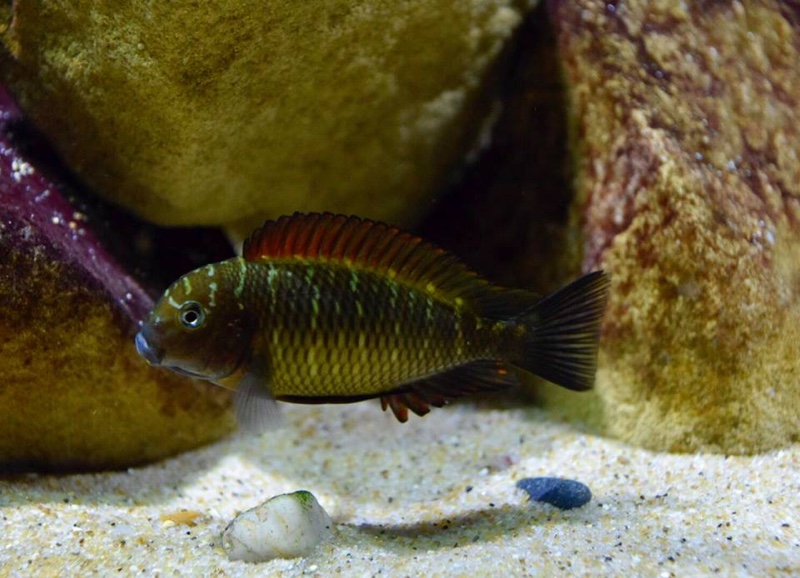 Tropheus Ilangi